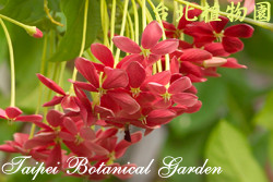 使君子，花朵的圖片