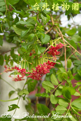 使君子，花朵與莖的圖片