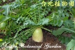 蘿蔔，葉子與直根的圖片