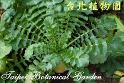 蘿蔔，葉子與直根的圖片