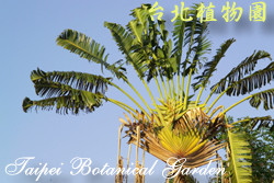 旅人蕉，樹的圖片