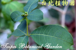 印度蛇木，葉子與果實的圖片