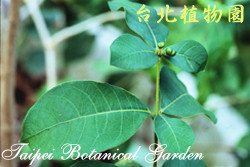 印度蛇木，葉子與果實的圖片