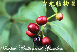 印度蛇木，果實的圖片