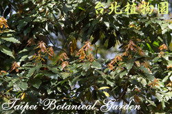 臺灣梭羅樹，葉子的圖片