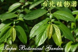 桶鉤藤，葉子的圖片