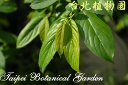 桶鉤藤，葉子的圖片