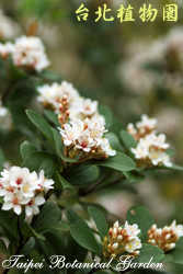 石斑木，花朵的圖片