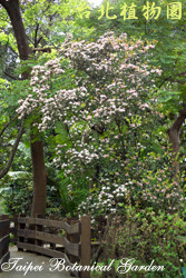 石斑木，全株的圖片