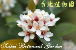 石斑木，花朵的圖片