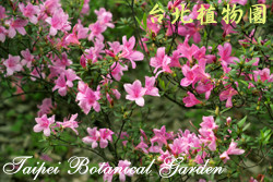 烏來杜鵑，花朵的圖片