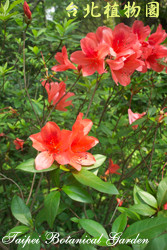 唐杜鵑，花朵的圖片