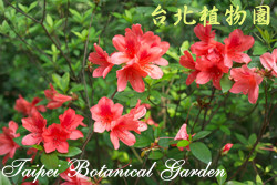 唐杜鵑，花朵的圖片