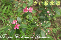 桃金孃，花朵與葉的圖片