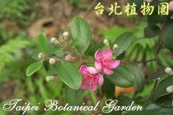 桃金孃，花朵與葉子的圖片