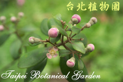 桃金孃，花朵的圖片