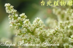 羅氏鹽膚木，花朵的圖片(花呈白色)