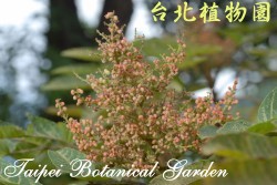 羅氏鹽膚木，花朵的圖片(花呈紅色)