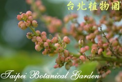 羅氏鹽膚木，花朵的圖片(特寫)