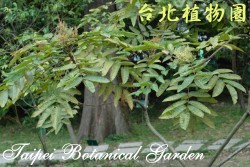 羅氏鹽膚木，樹的圖片