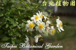 野薔薇，花朵的圖片