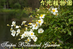 野薔薇，花朵的圖片