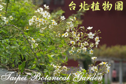 野薔薇，花朵與葉子的圖片