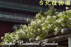 野薔薇，花朵與葉子的圖片