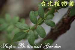 野薔薇，葉子的圖片