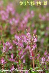 水豬母乳，花朵的圖片