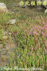 水豬母乳，葉子的圖片