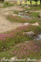 水豬母乳，一整片花的圖片
