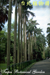 大王椰子，樹的圖片