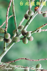 大王椰子，果實的圖片