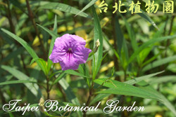 翠蘆莉，花與葉的圖片