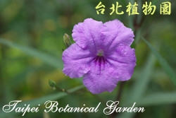 翠蘆莉，花朵的圖片(特寫)