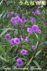 翠蘆莉，花朵的圖片