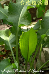 羊蹄，葉子的圖片