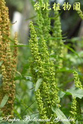 羊蹄，葉子的圖片