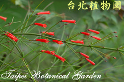 炮竹紅，花朵的圖片(花如向右噴射狀)