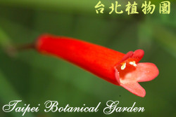 炮竹紅，花朵的圖片(特寫)