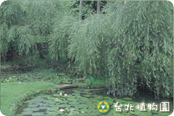 垂柳，全株的圖片