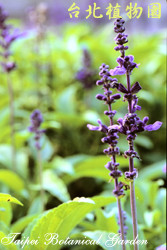 粉萼鼠尾草，花朵的圖片