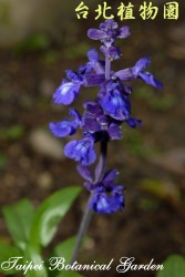 粉萼鼠尾草，花朵的圖片