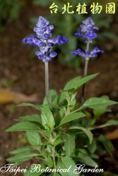粉萼鼠尾草，花朵與葉子的圖片