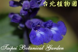 粉萼鼠尾草，花朵的圖片