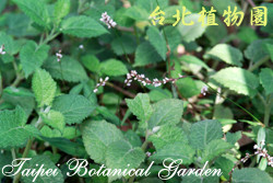 鼠尾草，葉子與花的圖片