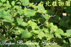 鼠尾草，葉子的圖片