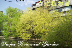 水柳，樹的圖片