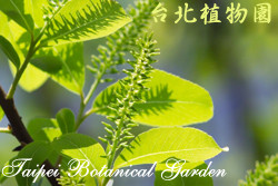 水柳，葉子的圖片